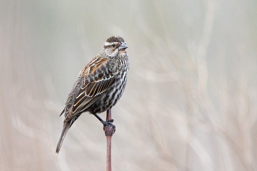 1/800 Sek. bei f / 6.3