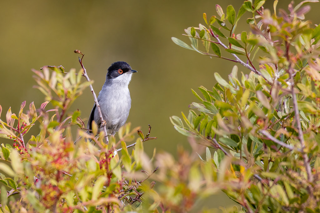 Canon EOS R - 60-600mm F4.5-6.3 DG OS HSM | Sports 018 +1.4x @ 840 mm - 1/800 Sek. bei f / 9,0 - ISO 1600