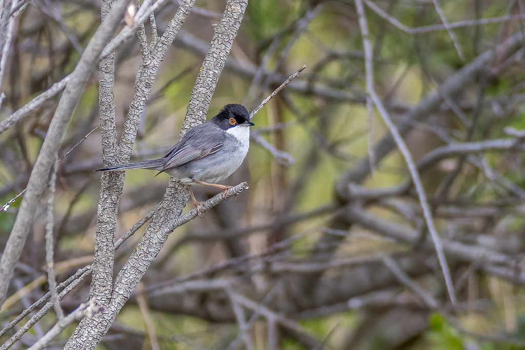 Canon EOS R - 60-600mm F4.5-6.3 DG OS HSM | Sports 018 +1.4x @ 263 mm - 1/800 Sek. bei f / 8,0 - ISO 1250