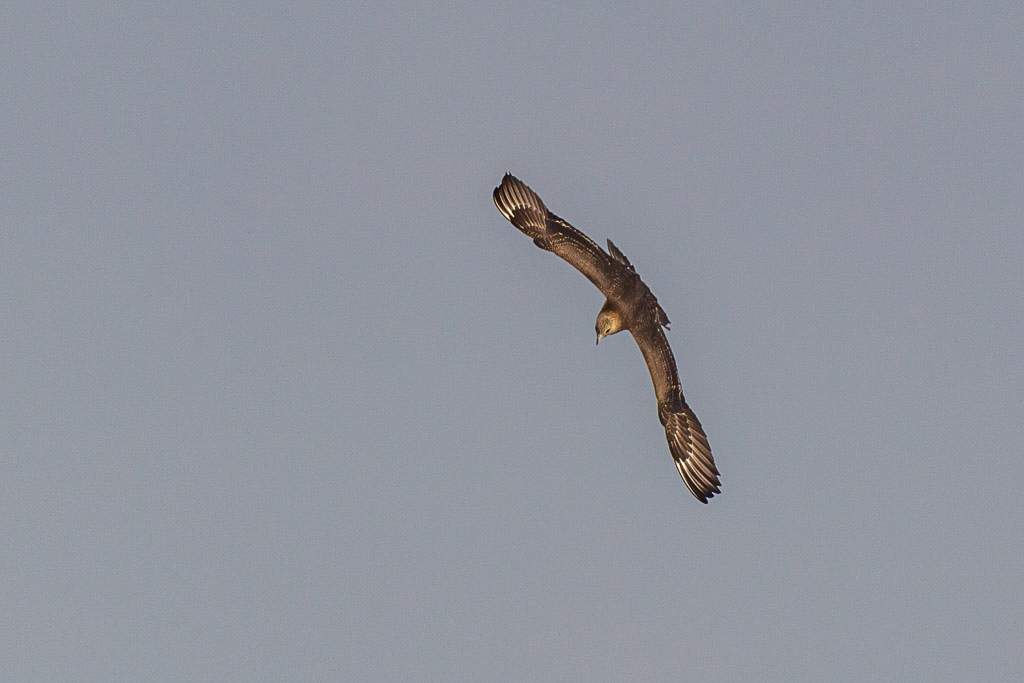 Canon EOS-1D Mark IV - EF600mm f/4L IS USM +1.4x @ 840 mm - 1/2000 Sek. bei f / 8,0 - ISO 400