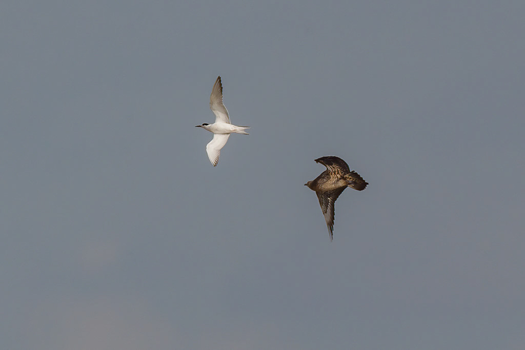 Canon EOS-1D Mark IV - EF600mm f/4L IS USM +1.4x @ 840 mm - 1/2000 Sek. bei f / 8,0 - ISO 400