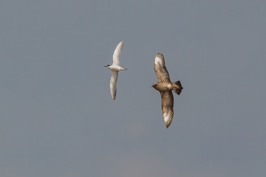 Canon EOS-1D Mark IV - EF600mm f/4L IS USM +1.4x @ 840 mm - 1/2000 Sek. bei f / 8,0 - ISO 400