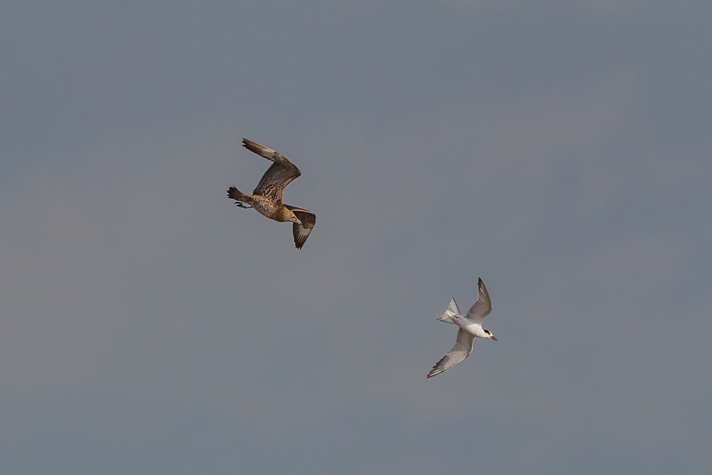 Canon EOS-1D Mark IV - EF600mm f/4L IS USM +1.4x @ 840 mm - 1/2000 Sek. bei f / 8,0 - ISO 400