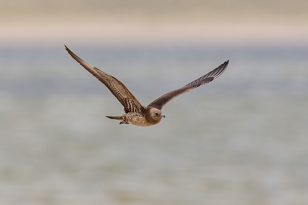 Canon EOS-1D Mark IV - EF600mm f/4L IS USM +1.4x @ 840 mm - 1/1250 Sek. bei f / 8,0 - ISO 400