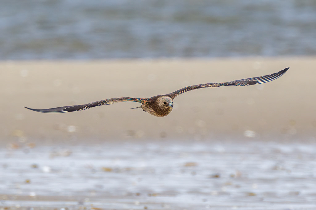 Canon EOS-1D Mark IV - EF600mm f/4L IS USM +1.4x @ 840 mm - 1/1000 Sek. bei f / 8,0 - ISO 400