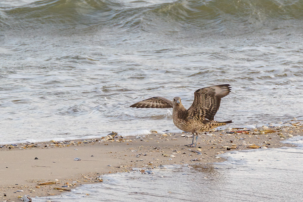 Canon EOS-1D Mark IV - EF600mm f/4L IS USM +1.4x @ 840 mm - 1/250 Sek. bei f / 11 - ISO 400