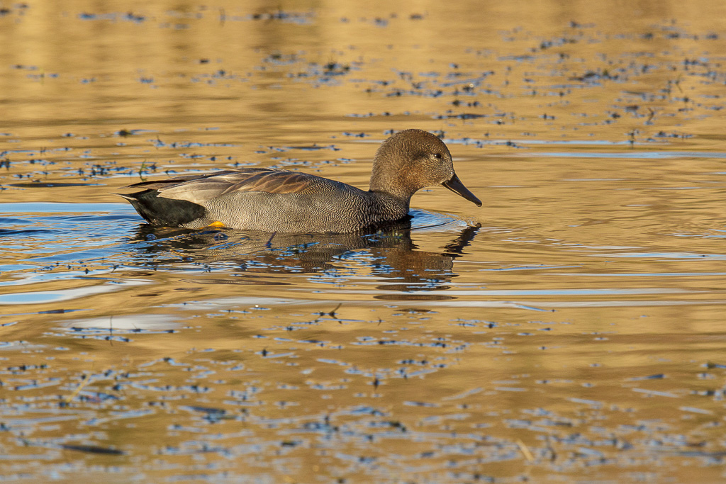 Canon EOS-1D Mark IV - EF600mm f/4L IS II USM +2.0x - 1/320 Sek. bei f / 11 - ISO 400