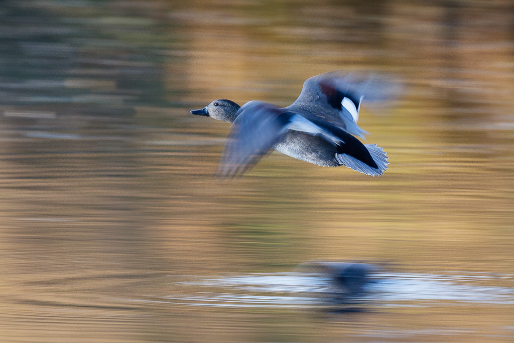 Canon EOS-1D Mark IV - EF600mm f/4L IS II USM +1.4x - 1/80 Sek. bei f / 8,0 - ISO 400