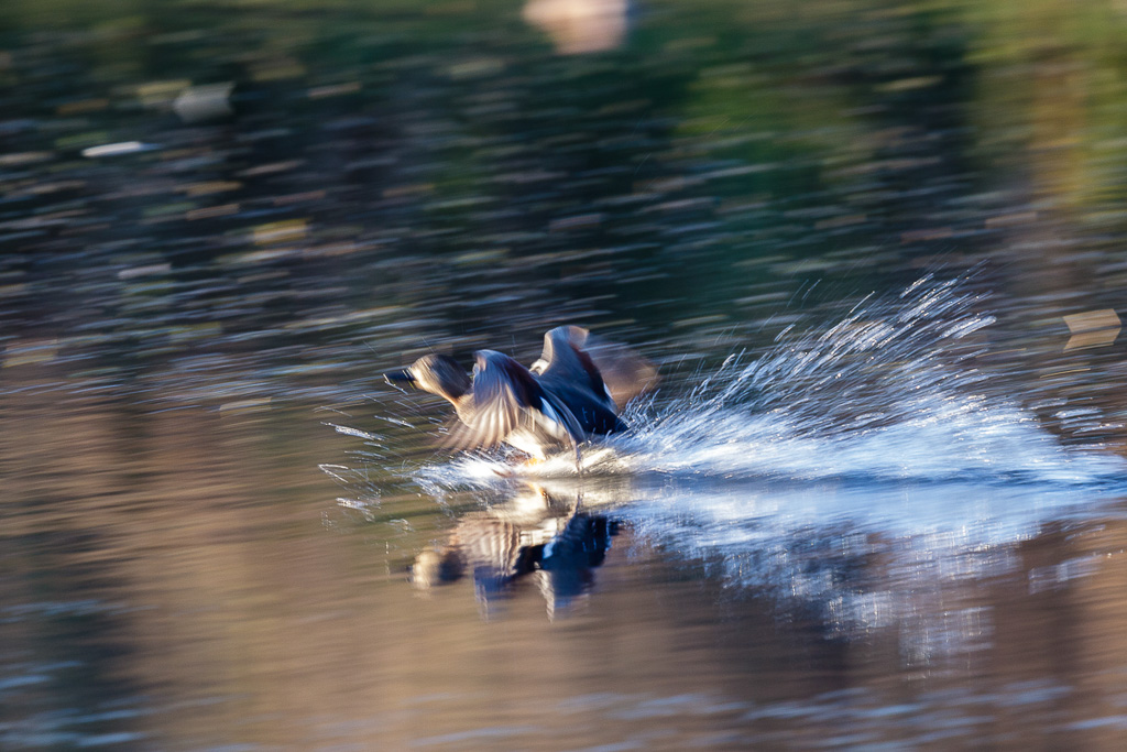 Canon EOS-1D Mark IV - EF600mm f/4L IS II USM +1.4x - 1/60 Sek. bei f / 8,0 - ISO 400