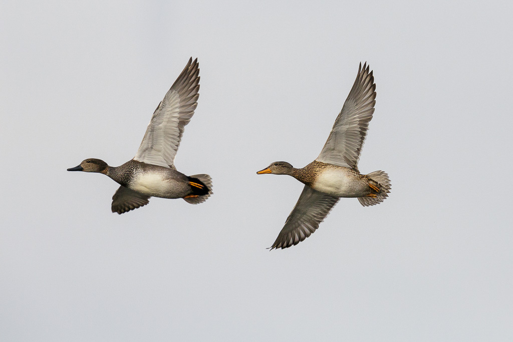 Canon EOS 5D Mark III - EF600mm f/4L IS II USM +1.4x III - 1/2000 Sek. bei f / 8,0 - ISO 400