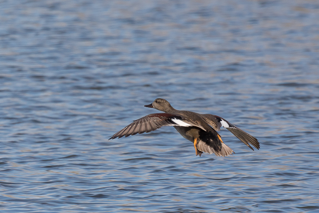Canon EOS 7D Mark II - EF600mm f/4L IS II USM +1.4x III - 1/1000 Sek. bei f / 7,1 - ISO 200