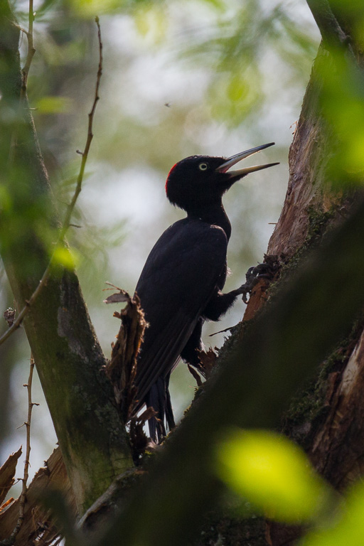 1/1250 Sek. bei f / 8.0