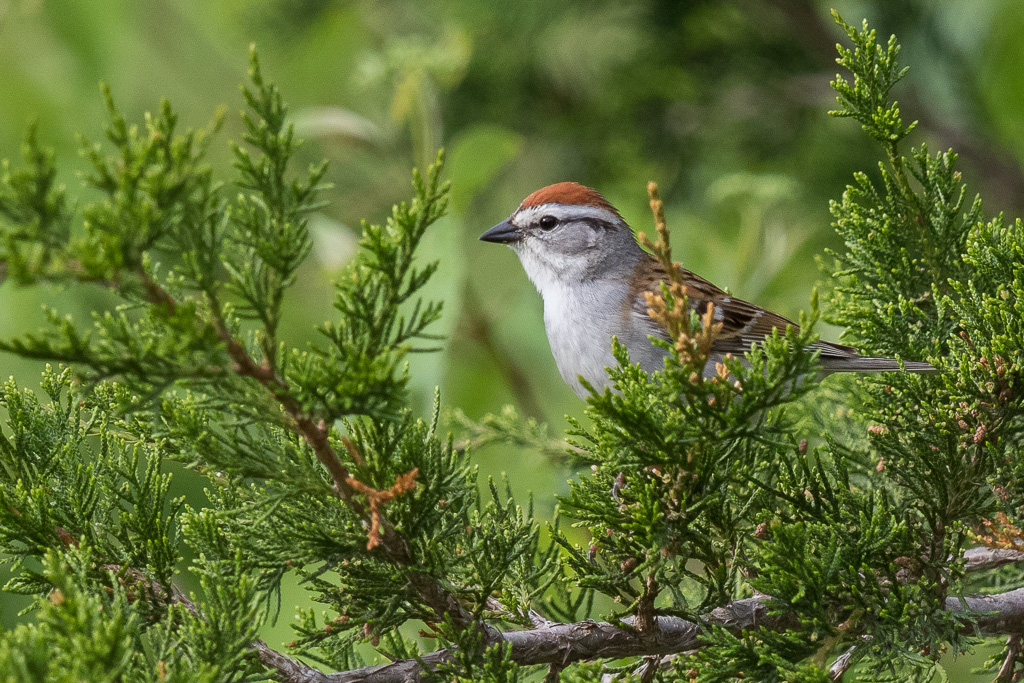 Canon EOS 7D Mark II - EF600mm f/4L IS II USM +1.4x III @ 840 mm - 1/1000 Sek. bei f / 6.3 - ISO 800