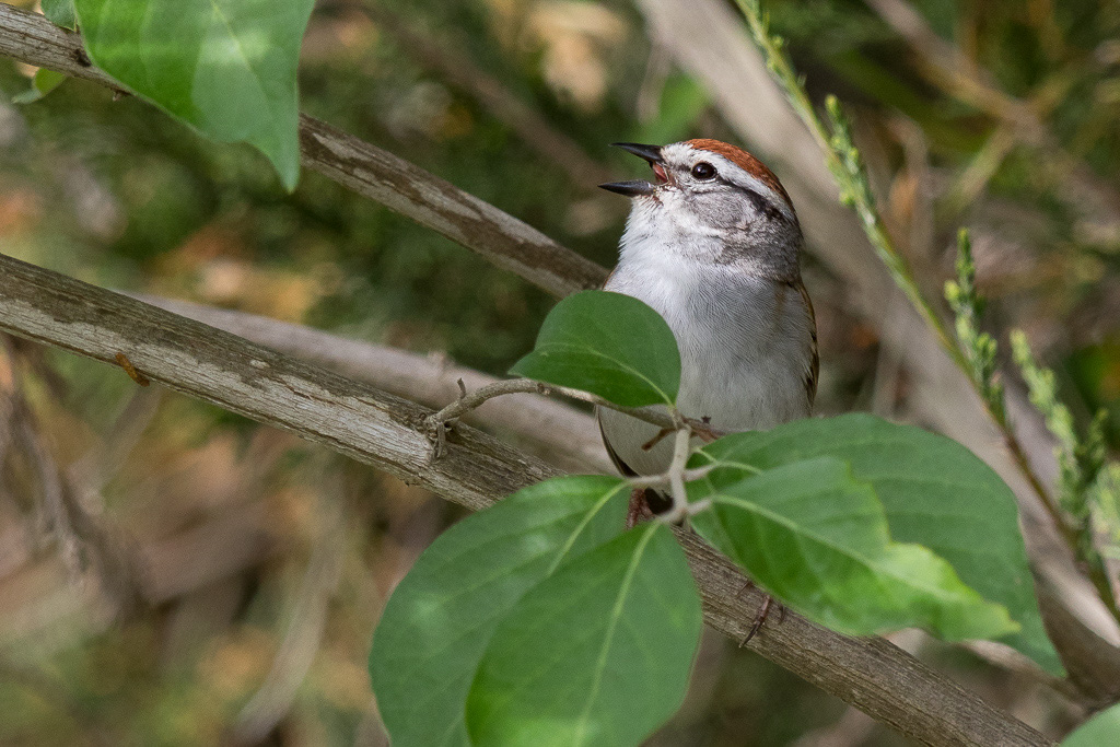Canon EOS 7D Mark II - EF600mm f/4L IS II USM +1.4x III @ 840 mm - 1/500 Sek. bei f / 6.3 - ISO 500