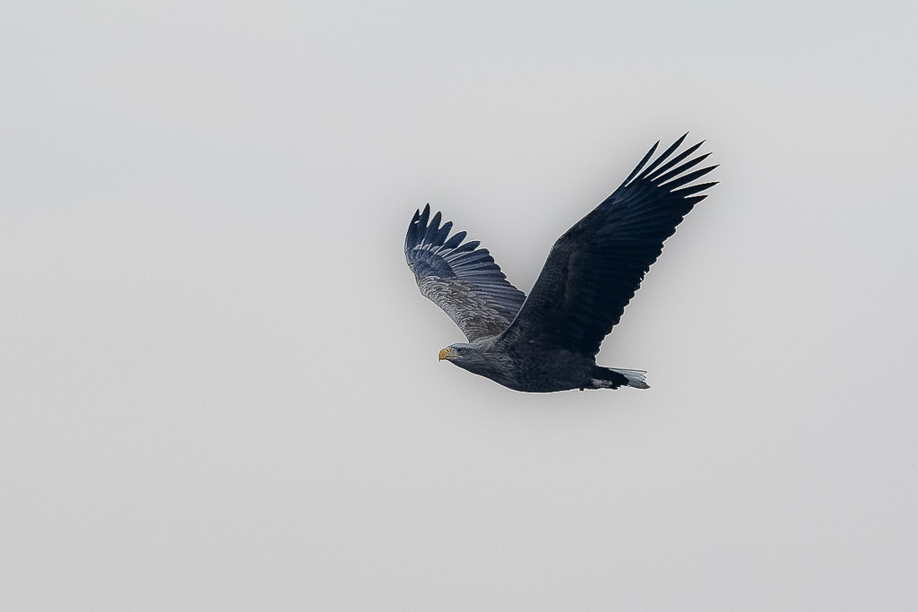 Canon EOS-1D X Mark II - EF500mm f/4L IS USM +2x III - 1/800 Sek. bei f / 13 - ISO 800