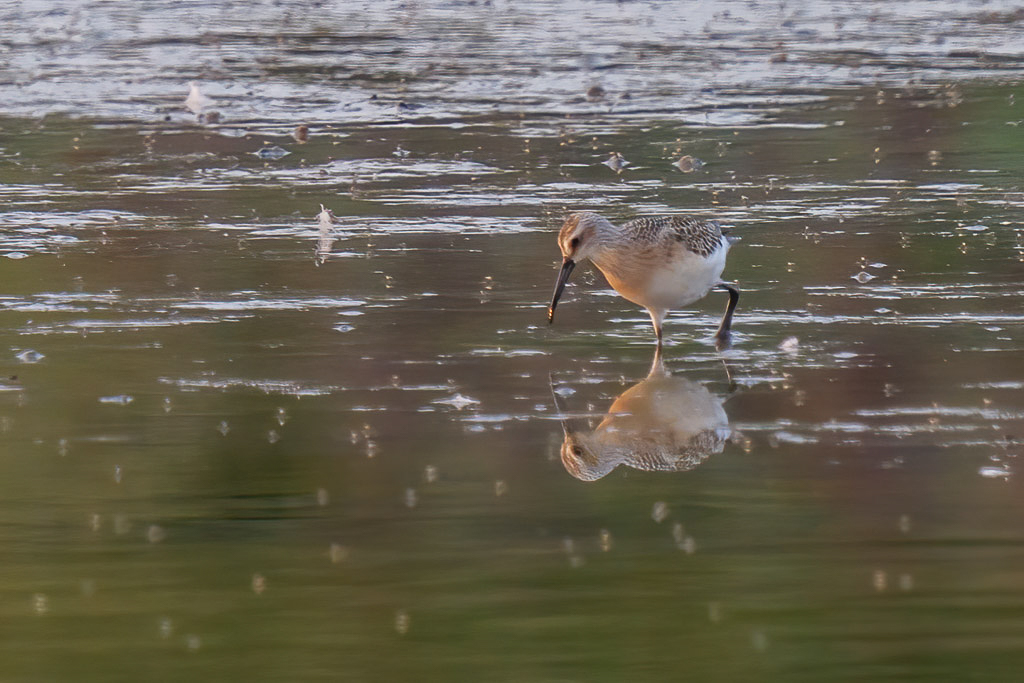 Canon EOS 70D - EF600mm f/4L IS II USM +2x III @ 1200 mm - 1/200 Sek. bei f / 8,0 - ISO 400