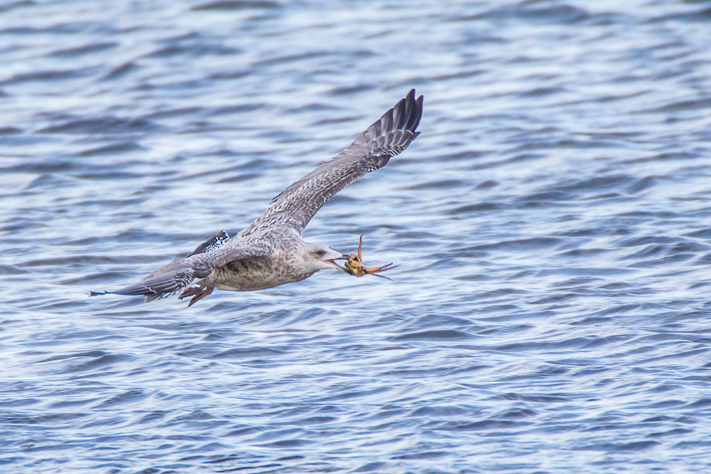 Canon EOS-1D Mark IV - EF600mm f/4L IS USM +2.0x @ 1200 mm - 1/800 Sek. bei f / 8,0 - ISO 400