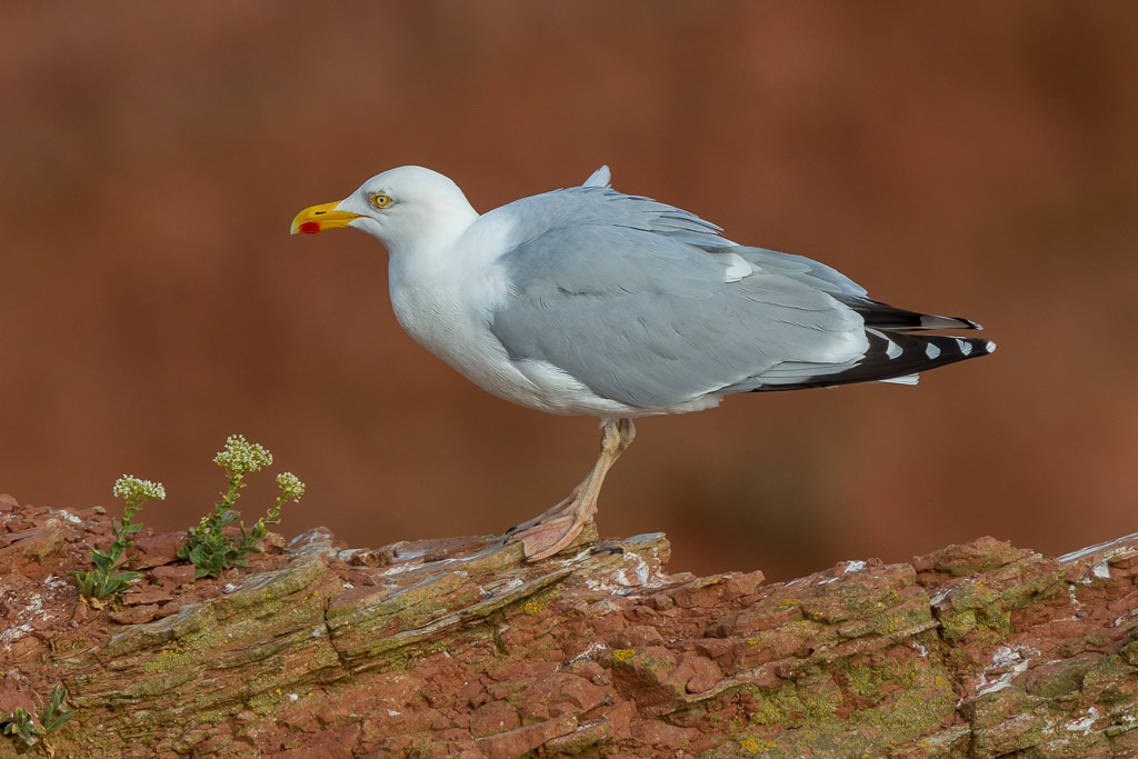 Canon EOS-1D Mark IV - EF600mm f/4L IS USM +1.4x @ 840 mm - 1/640 Sek. bei f / 7,1 - ISO 200