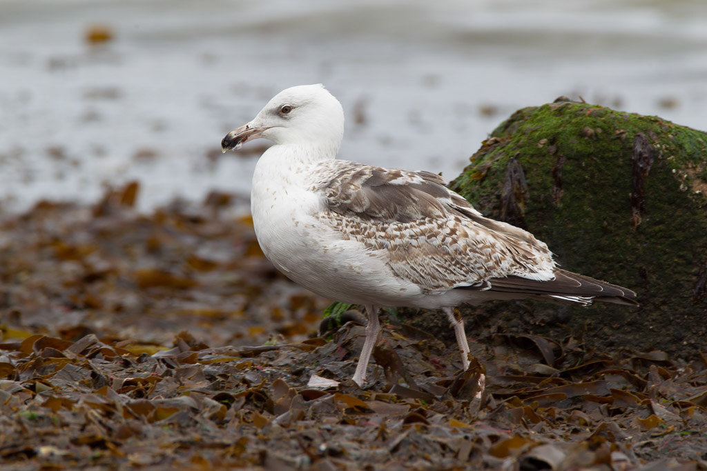 Canon EOS-1D Mark IV - EF600mm f/4L IS USM +1.4x @ 840 mm - 1/250 Sek. bei f / 8,0 - ISO 200
