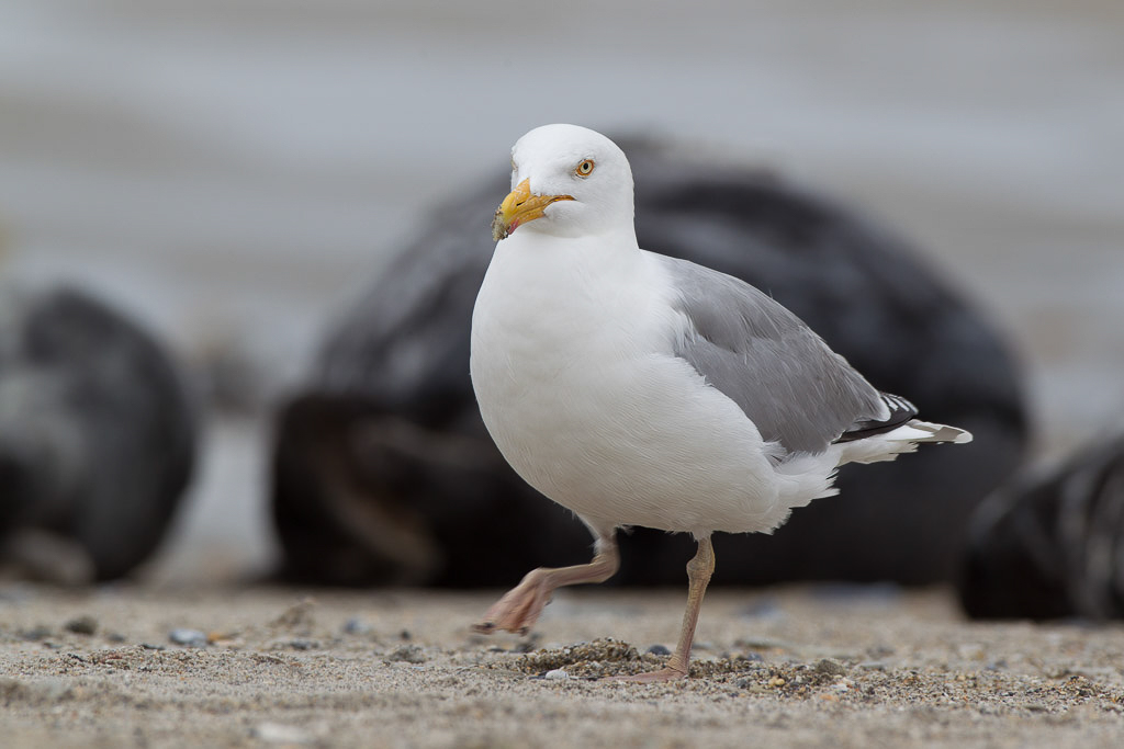 Canon EOS-1D Mark IV - EF600mm f/4L IS USM @ 600 mm - 1/250 Sek. bei f / 8,0 - ISO 200