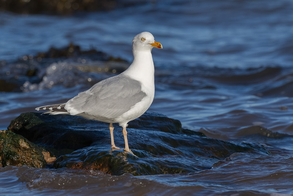 Canon EOS-1D Mark IV - EF600mm f/4L IS II USM +1.4x @ 840 mm - 1/800 Sek. bei f / 8,0 - ISO 200