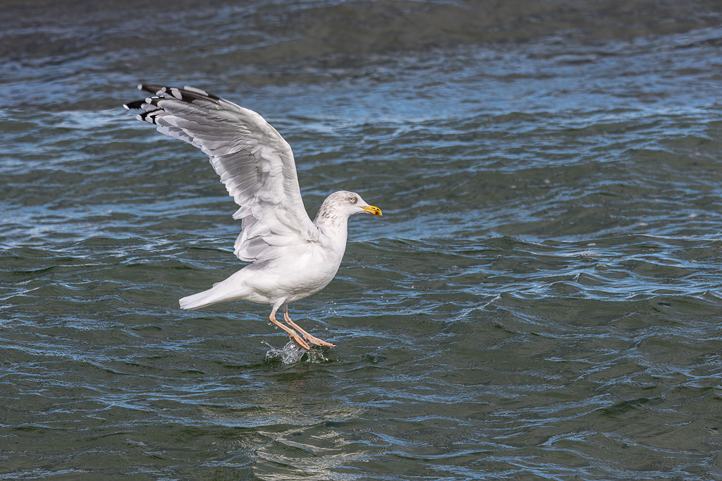 Canon EOS 5D Mark III - EF70-200mm f/2.8L IS II USM +2x III @ 252 mm - 1/640 Sek. bei f / 8,0 - ISO 200