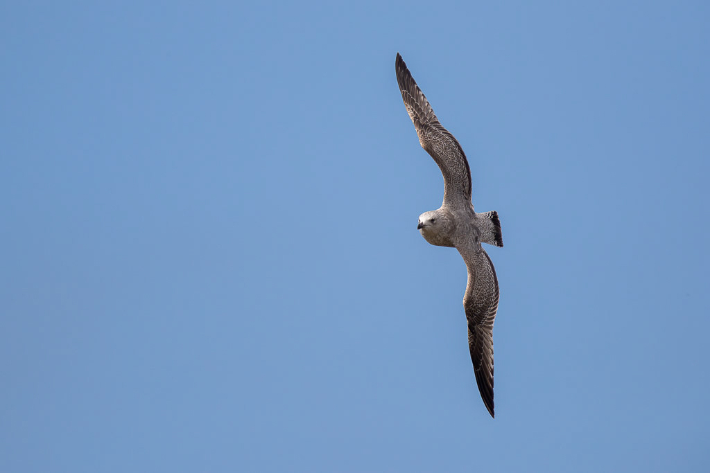 Canon EOS-1D X Mark II - EF600mm f/4L IS II USM +2x @ 1200 mm - 1/3200 Sek. bei f / 8,0 - ISO 800