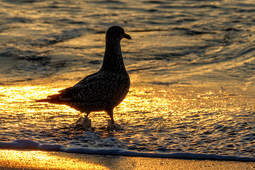 E-M1MarkII - OLYMPUS M.300mm F4.0 @ 300 mm - 1/800 Sek. bei f / 11 - ISO 800