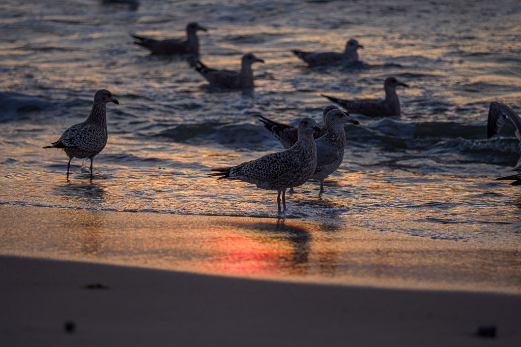 E-M1MarkII - OLYMPUS M.40-150mm F2.8 @ 150 mm - 1/640 Sek. bei f / 2,8 - ISO 200