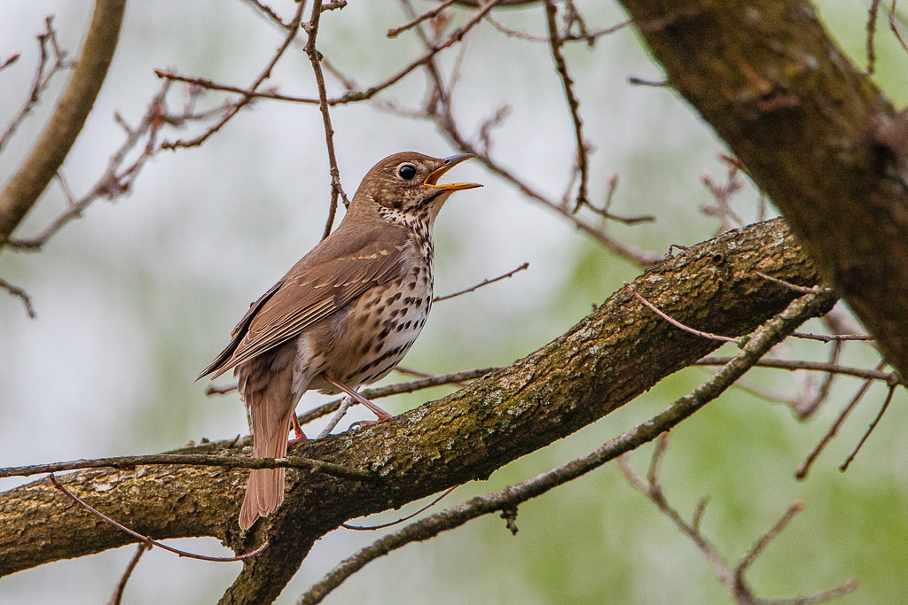 Canon EOS-1D Mark III - EF500mm f/4L IS USM +1.4x @ 700 mm - 1/250 Sek. bei f / 8,0 - ISO 800