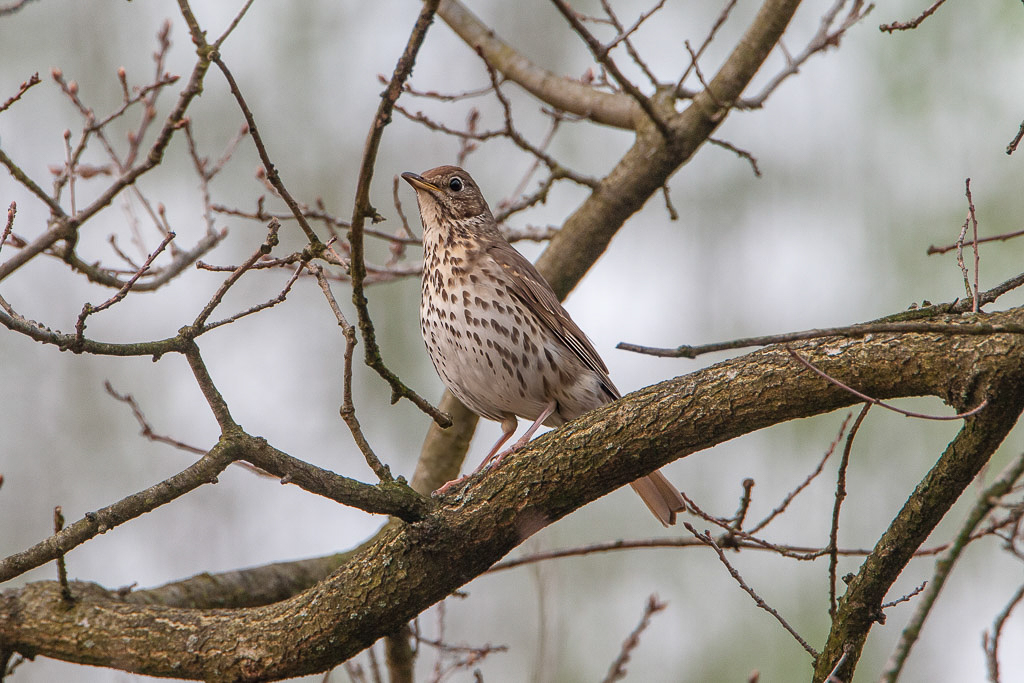 Canon EOS-1D Mark III - EF500mm f/4L IS USM +1.4x @ 700 mm - 1/200 Sek. bei f / 8,0 - ISO 800