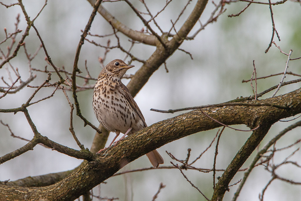 Canon EOS-1D Mark III - EF500mm f/4L IS USM +1.4x @ 700 mm - 1/250 Sek. bei f / 8,0 - ISO 800