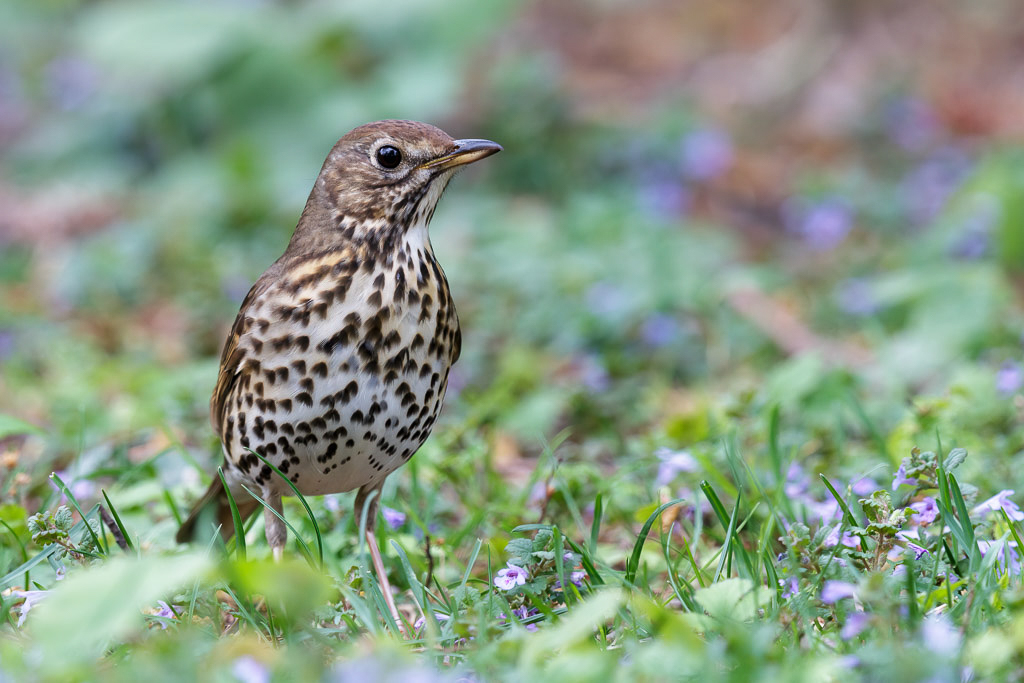 Canon EOS 70D - EF600mm f/4L IS II USM +1.4x III @ 840 mm - 1/60 Sek. bei f / 8,0 - ISO 400