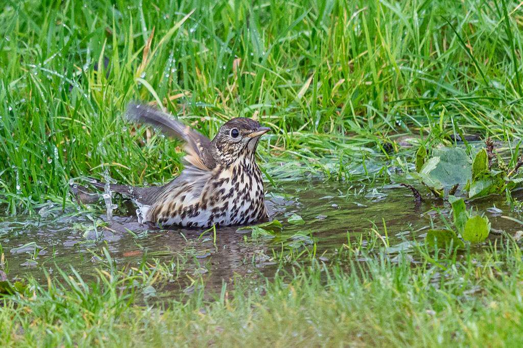 Canon EOS 7D Mark II - EF600mm f/4L IS II USM @ 600 mm - 1/320 Sek. bei f / 4,0 - ISO 800