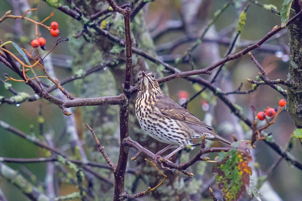 Canon EOS 7D Mark II - EF600mm f/4L IS II USM @ 600 mm - 1/160 Sek. bei f / 4,0 - ISO 800
