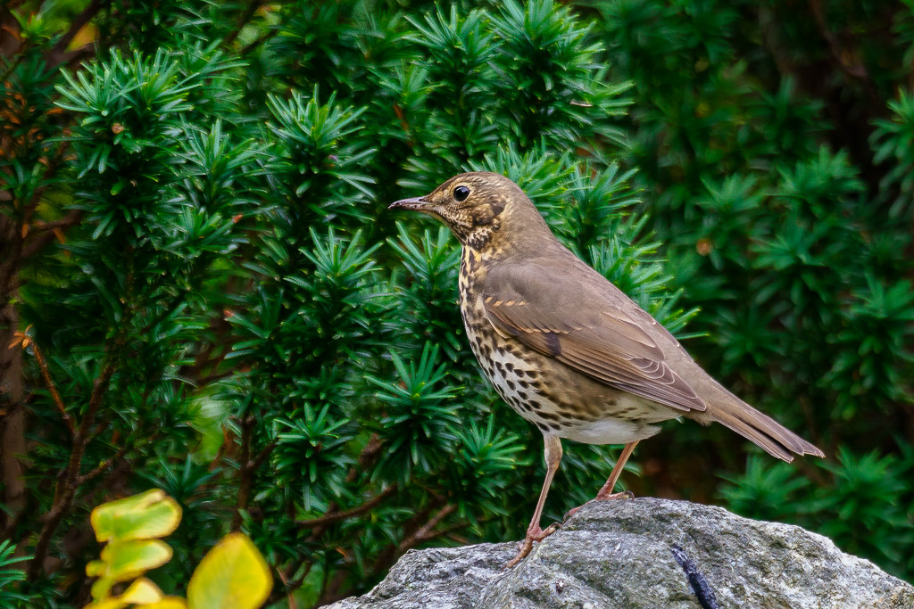 E-M1MarkII - M.300mm F4.0 + MC-14 @ 420 mm - 1/125 Sek. bei f / 5,6 - ISO 800