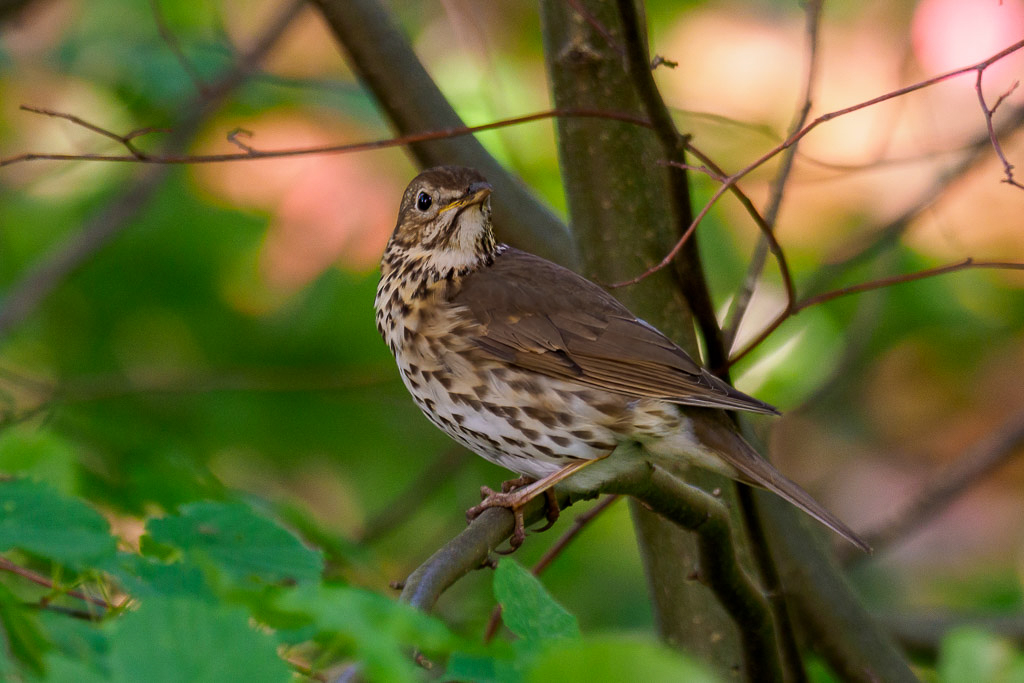 E-M1MarkII - M.300mm F4.0 + MC-14 @ 420 mm - 1/50 Sek. bei f / 5,6 - ISO 640