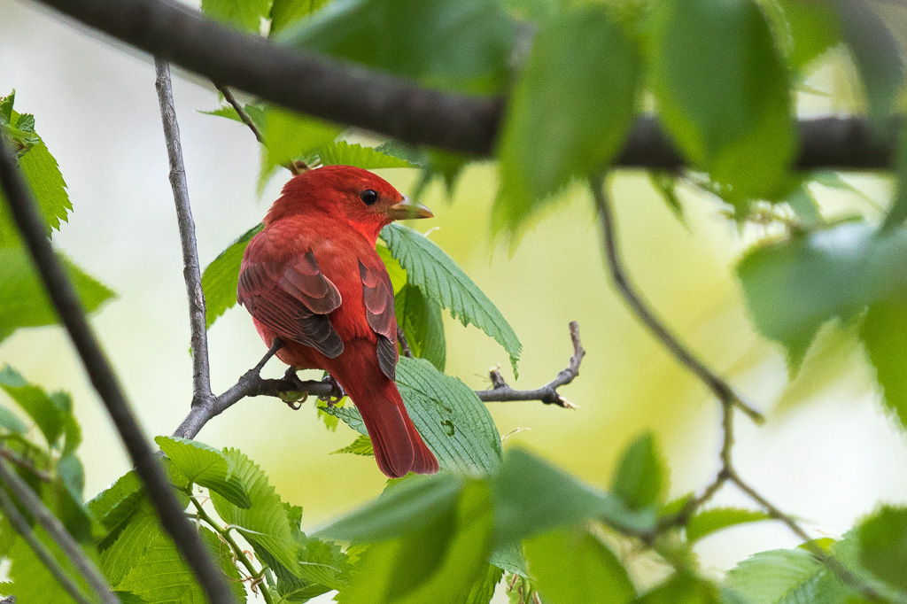 Canon EOS 7D Mark II - EF600mm f/4L IS II USM +1.4x III @ 840 mm - 1/200 Sek. bei f / 6.3 - ISO 800