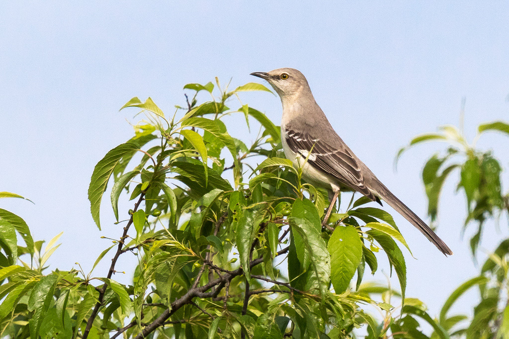 Canon EOS 7D Mark II - EF600mm f/4L IS II USM +1.4x III @ 840 mm - 1/3200 Sek. bei f / 6.3 - ISO 500