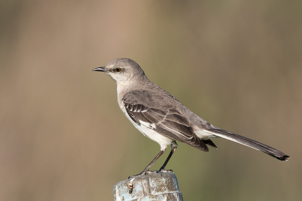 Canon EOS 7D Mark II - EF600mm f/4L IS II USM +1.4x III @ 840 mm - 1/800 Sek. bei f / 8.0 - ISO 250