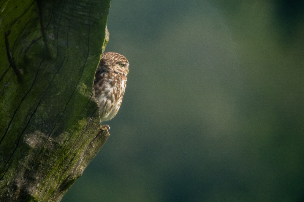 DMC-GH2 - LEICA DG MACRO-ELMARIT 45/F2.8 @ 45 mm - 1/80 Sek. bei f / 2.8 - ISO 400