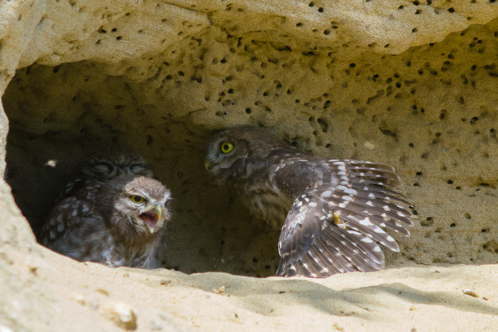 DMC-GH2 - LEICA DG MACRO-ELMARIT 45/F2.8 @ 45 mm - 1/200 Sek. bei f / 2.8 - ISO 800