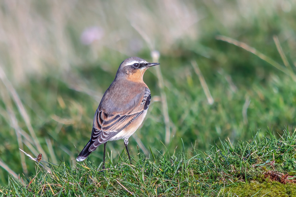 Canon EOS 60D - EF50mm f/1.4 USM @ 50 mm - 1/500 Sek. bei f / 1,4 - ISO 800