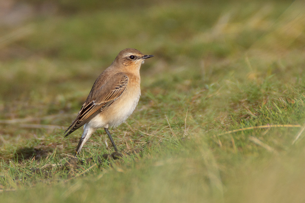 Canon EOS-1D Mark IV - EF600mm f/4L IS USM +2.0x @ 1200 mm - 1/800 Sek. bei f / 8,0 - ISO 400