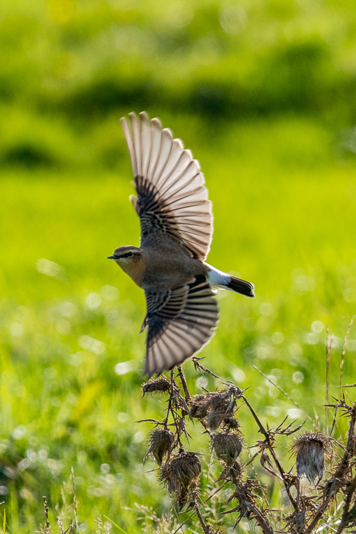 E-M1MarkII - M.300mm F4.0 + MC-14 @ 420 mm - 1/1600 Sek. bei f / 5,6 - ISO 400