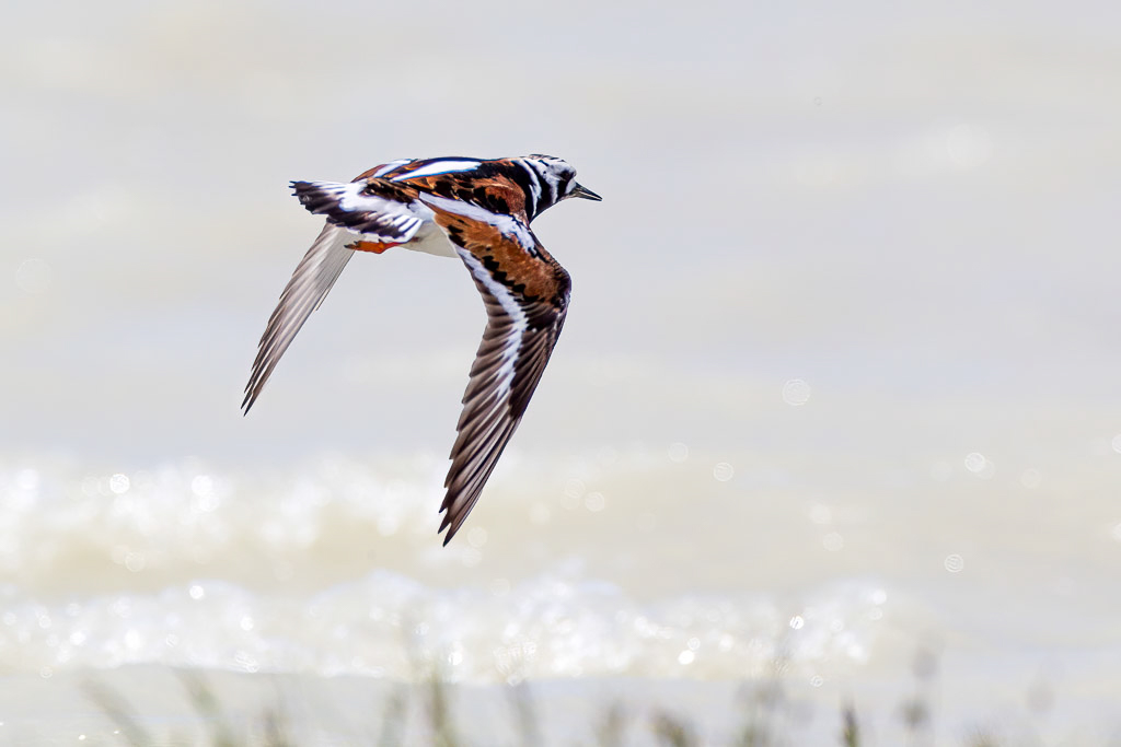 Canon EOS-1D Mark IV - EF600mm f/4L IS USM +1.4x @ 840 mm - 1/2000 Sek. bei f / 9,0 - ISO 400