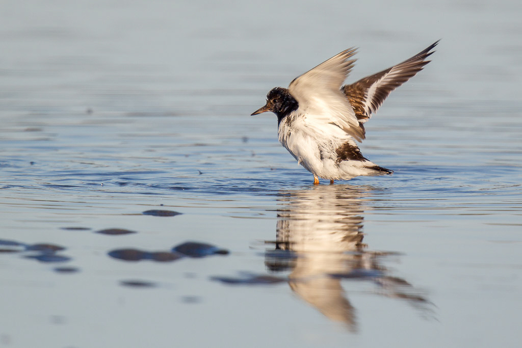 Canon EOS-1D Mark IV - EF600mm f/4L IS II USM +2.0x @ 1200 mm - 1/800 Sek. bei f / 8,0 - ISO 200