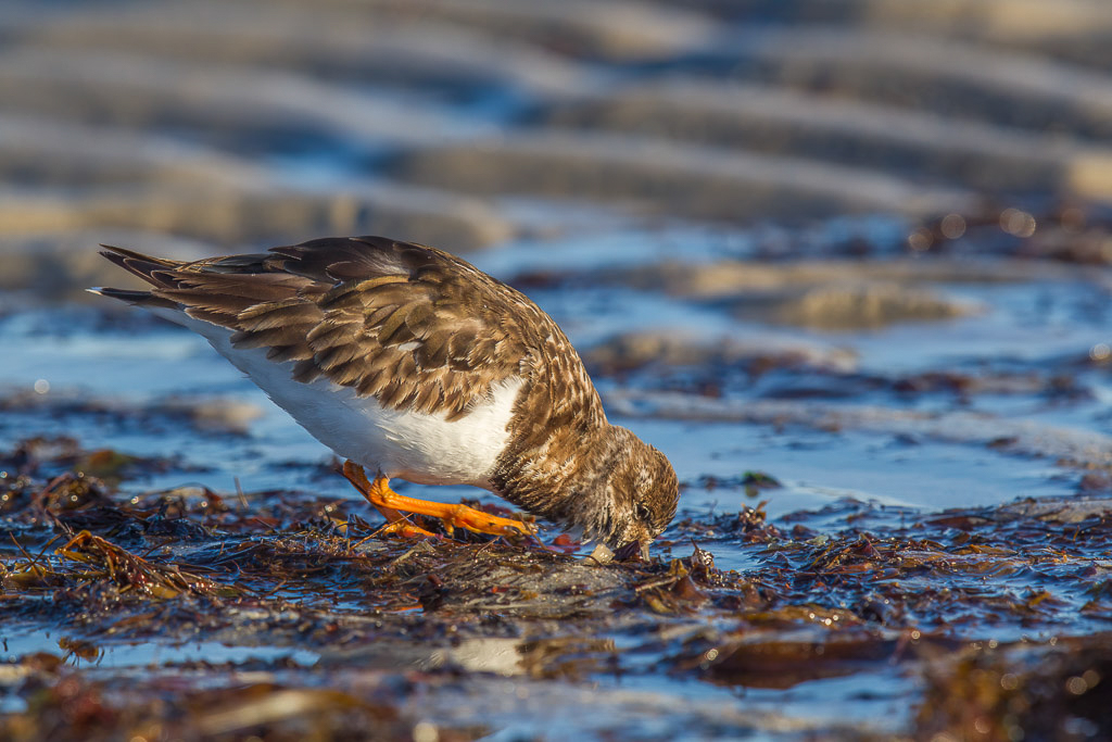 Canon EOS-1D Mark IV - EF600mm f/4L IS II USM +1.4x @ 840 mm - 1/640 Sek. bei f / 8,0 - ISO 400