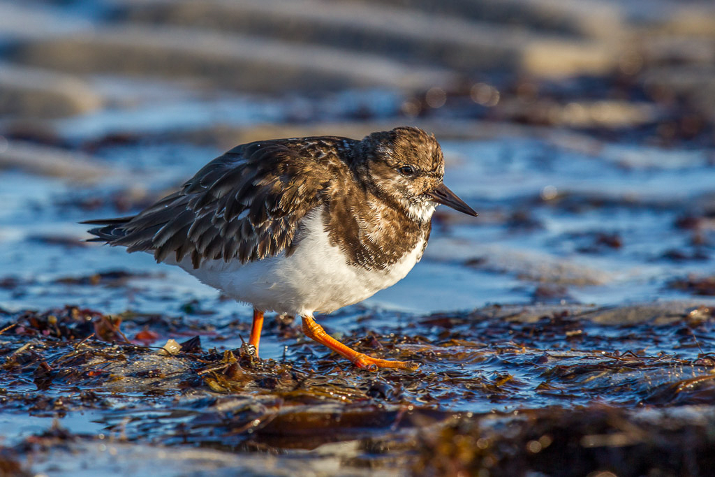 Canon EOS-1D Mark IV - EF600mm f/4L IS II USM +1.4x @ 840 mm - 1/640 Sek. bei f / 8,0 - ISO 400