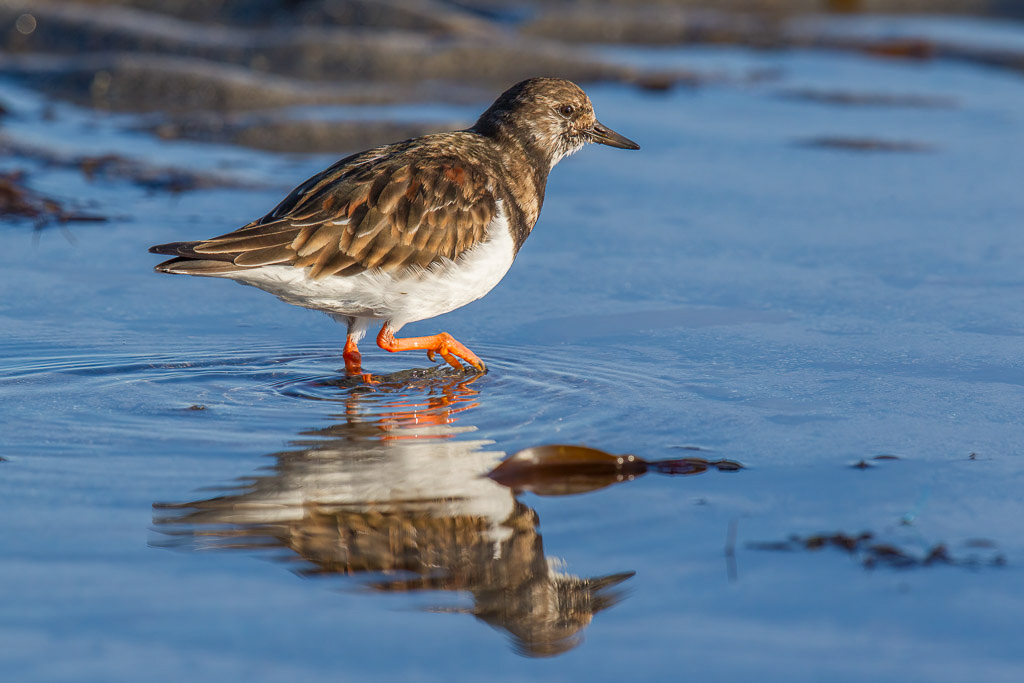Canon EOS-1D Mark IV - EF600mm f/4L IS II USM +1.4x @ 840 mm - 1/1250 Sek. bei f / 8,0 - ISO 400
